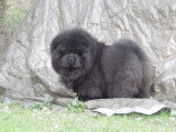 Etalon Chow Chow LOF noir disponible pour saillie