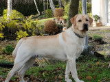 Labrador LOF sable disponible pour saillie