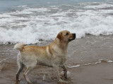 Labrador LOF sable disponible pour saillie