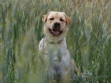 Labrador LOF sable disponible pour saillie