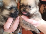 Chiots Spitz Nains sable LOF à vendre