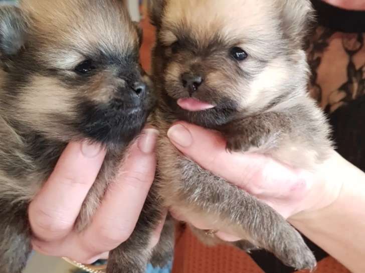 Chiots Spitz Nains sable LOF à vendre