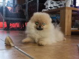 Chiots Spitz Nains orange LOF à vendre