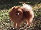 Etalon Spitz Allemand LOF orange disponible pour saillie