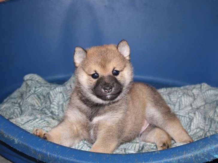 Chiots Shiba Inu roux LOF à vendre