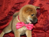 Chiots Shiba Inu roux LOF à vendre