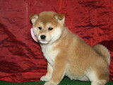 Chiots Shiba Inu roux LOF à vendre
