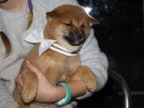 Chiots Shiba Inu roux LOF à vendre