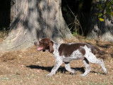 Chiots Braque Allemand à Poil Court LOF à vendre