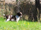 Chiots Braque Allemand à Poil Court LOF à vendre