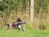 Chiots Braque Allemand à Poil Court LOF à vendre