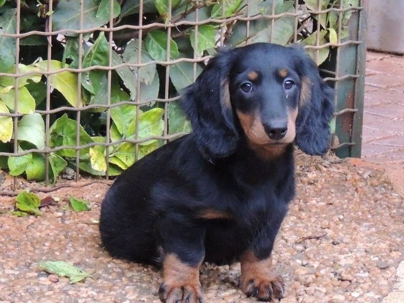 Chiot Teckel à poil long noir et feu LOF à vendre Petite Annonce chien