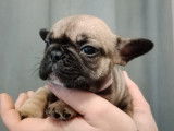 Chiots Bouledogue Fran&ccedil;ais non LOF &agrave; vendre