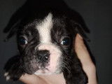 Chiots Bouledogue Fran&ccedil;ais non LOF &agrave; vendre