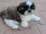 Adorables chiots shih tzu lof
