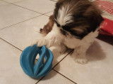 Adorables chiots shih tzu lof