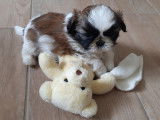 Adorables chiots shih tzu lof
