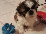 Adorables chiots shih tzu lof