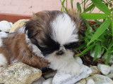 Adorables chiots shih tzu lof