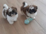 Adorables chiots shih tzu lof