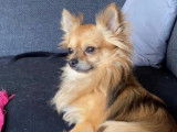 De race Chihuahua disponible pour saillie