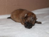Chiot Spitz Allemand LOF orange à vendre