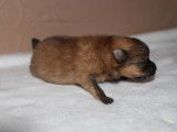 Chiot Spitz Allemand LOF orange à vendre