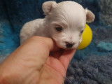 Femelle Bichon Maltais LOF à vendre