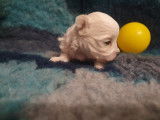 Femelle Bichon Maltais LOF à vendre