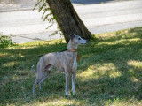 Etalon Whippet LOF disponible pour saillie