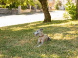 Etalon Whippet LOF disponible pour saillie