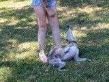 Etalon Whippet LOF disponible pour saillie