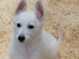 Chiot mâle Berger Suisse LOF de couleur blanche à vendre