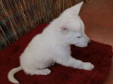 Chiot mâle Berger Suisse LOF de couleur blanche à vendre