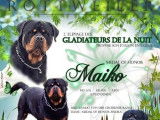 Etalon Rottweiler LOF disponible pour saillie