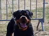 Etalon Rottweiler LOF disponible pour saillie