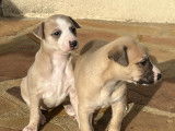 Chiots Whippets LOF à vendre