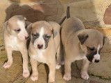 Chiots Whippets LOF à vendre