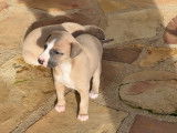 Chiots Whippets LOF à vendre