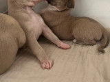 Chiots Whippets LOF à vendre