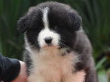 3 chiots mâles LOF Border Collie à vendre