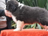 3 chiots mâles LOF Border Collie à vendre