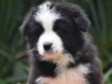 3 chiots mâles LOF Border Collie à vendre