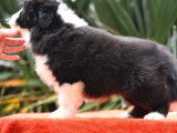 3 chiots mâles LOF Border Collie à vendre