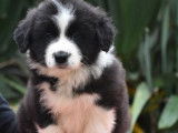3 chiots mâles LOF Border Collie à vendre