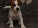 4 chiots Jack Russel LOF tricolores disponibles à la vente