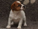4 chiots Jack Russel LOF tricolores disponibles à la vente