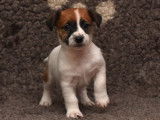 4 chiots Jack Russel LOF tricolores disponibles à la vente