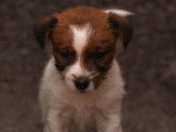 4 chiots Jack Russel LOF tricolores disponibles à la vente