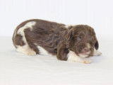 Chiots Springer Anglais marron et blanc LOF à réserver